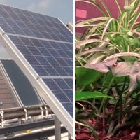 Solar arrays and air-cleaning plants Solar arrays and air-cleaning plants