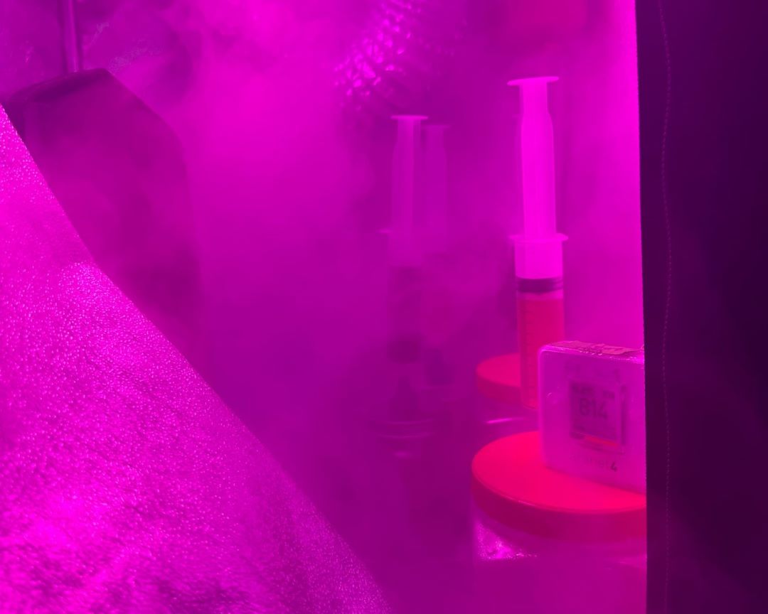 The "blue oyster" samples in their climate-controlled environment. (Photo provided: Adriana Sanchez)