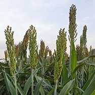 Sorghum Sorghum